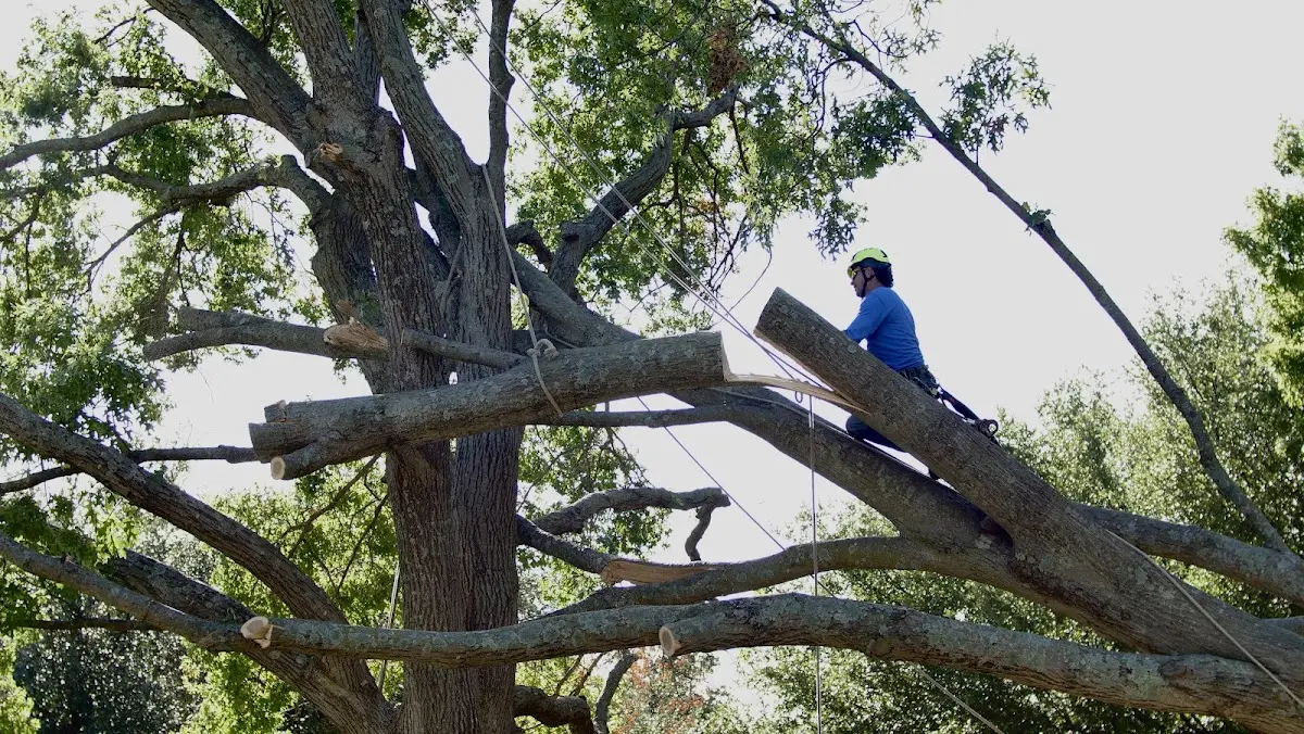 Professional Crown Thinning performed by certified arborists in Union Bridge